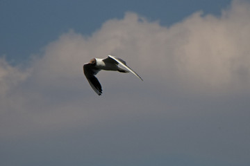 eine Möwe im Flug