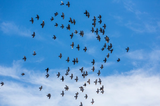 Pigeons Flee Togeether Into A Brilliant Blue Cloudy Sky