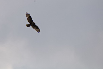 ein Bussard im Himmel