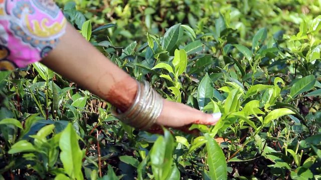 Women Hand finger picking up tea leaves at a tea plantation for product , Natural selected , Fresh tea leaves in tea farm in Sirimonggol,Sylhet,Bangladesh.