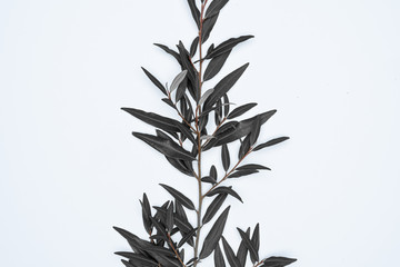 Black leaves on white background. Flat lay, top view, space.