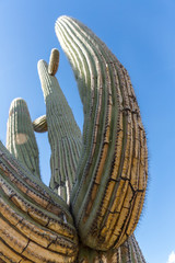 Low point of view below a saguaro cactus looking up into the sky