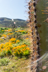 Saguaro cactus surrounded by orange poppies flowers in the desert