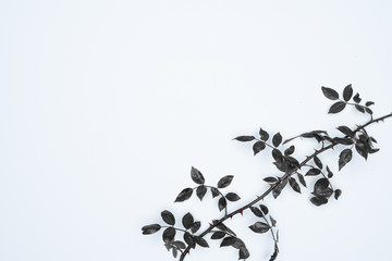 Black leaves on white background. Flat lay, top view, space.