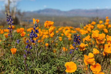 Orange poppies flowers in the desert with cactus in the background