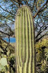 Saguaro cactus and prickly pear with a tree branch background