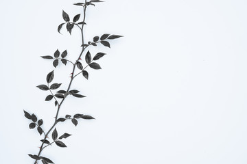 Black leaves on white background. Flat lay, top view, space.
