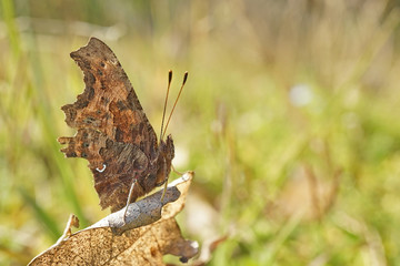 Obraz premium Nahansicht eines C-Falters