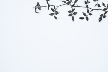 Black leaves on white background. Flat lay, top view, space.