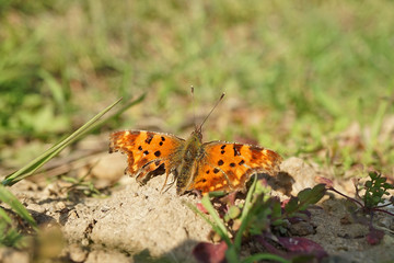 Nahansicht eines C-Falters