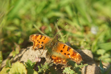 Nahansicht eines C-Falters