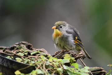 bird on a branch