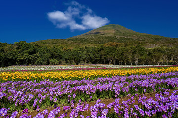 Fototapeta premium 東京都・八丈町 春の八丈島のフリージア畑の風景