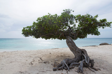 Divi Divi Tree on Eagle Beach in Aruba