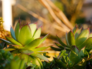 Fototapeta premium Beautiful greasy plant