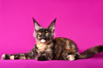 Fototapeta na wymiar Huge maine coon kitten on purple background in studio, isolated.