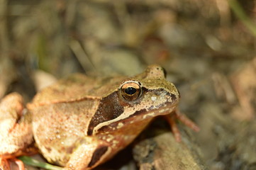 Brown frog, toad in woods