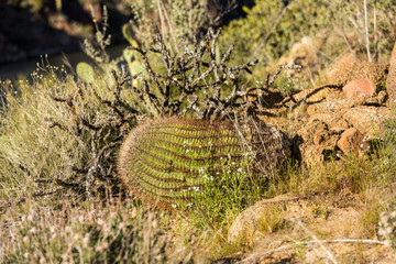 Saguaro cactus with dry desert background cactus and rocks