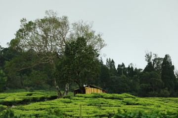 house and tree in a tea leaf field
