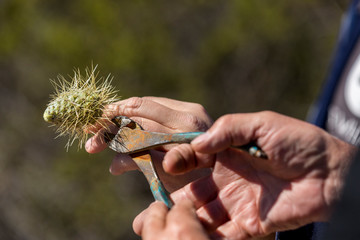 Man with teddy bear cholla cactus stuck in hand friend helps remove using pliers