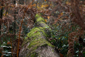 The moss on the tree