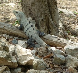 Spiny Tailed Iguana Uxmal