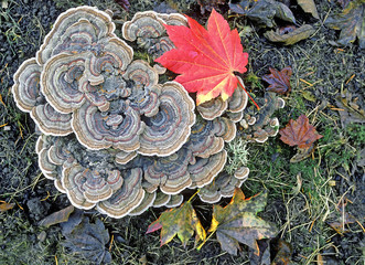 TurkeyTail Fungus -  Species:  Trametes versicolor 
