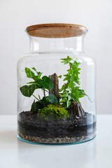 Small decoration plants in a glass bottle/garden terrarium bottle/ forest in a jar. Terrarium jar with piece of forest with self ecosystem. Save the earth concept. Bonsai                    