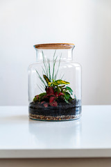 Small decoration plants in a glass bottle/garden terrarium bottle/ forest in a jar. Terrarium jar with piece of forest with self ecosystem. Save the earth concept. Bonsai                    