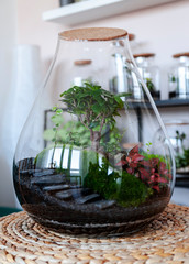 Small decoration plants in a glass bottle/garden terrarium bottle/ forest in a jar. Terrarium jar with piece of forest with self ecosystem. Save the earth concept. Bonsai                    
