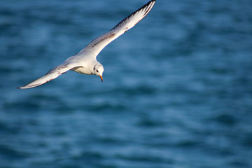 Fototapeta na wymiar The free seagull flying in the Bosphorus
