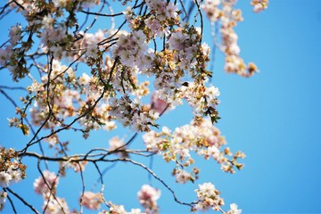 kirschblüten blauer himmel 2