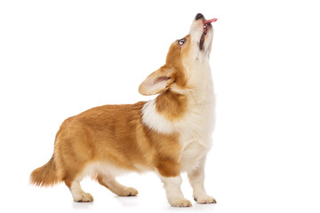 Welsh corgi puppy, isolated on a white background