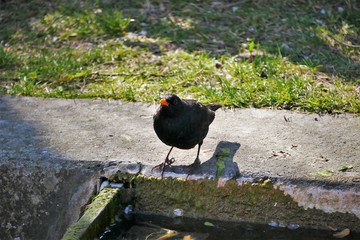 amsel - schwarz - am teich