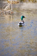 ente - langer teich