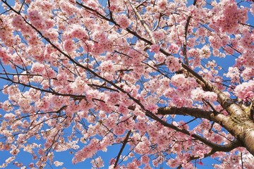 Fototapeta premium kirschblüten dicht äste