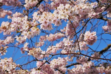 kirschblüte 2 blauer himmel
