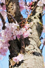 zoom kirschbl&uuml;te 4