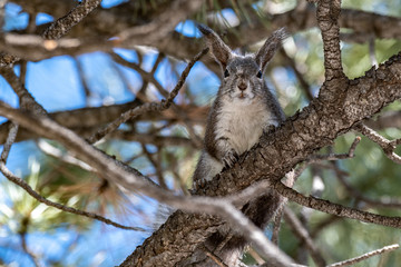 An Abert's Squirrel in a Ponderosa Pine Tree