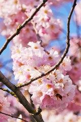 kirschblüte