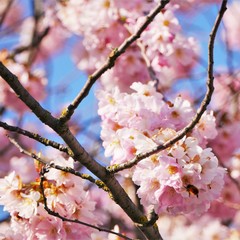 kirschblüte