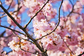 kirschblüte