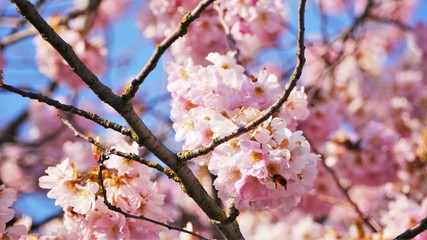 kirschblüte