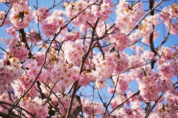 kirschblüte baum äste blauer himmel