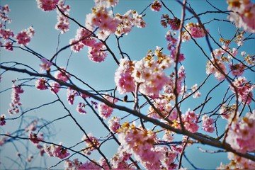kirschblüte blauer himmel