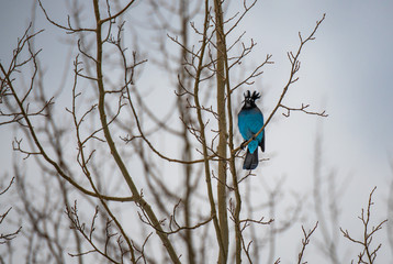 A Stellar's Jay with a Perched in a Tree