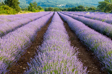 Naklejka na ściany i meble Lavender field near small town Apt, Provence, France