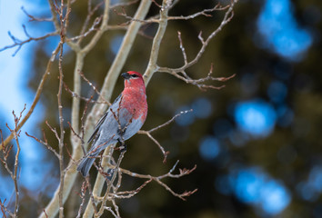 A Beautiful Pine Grosbeak Perched on a Branch