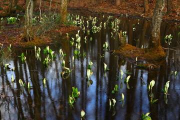 西和賀町　森に咲く水芭蕉