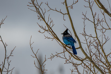 A Stellar's Jay Perched in a Bush